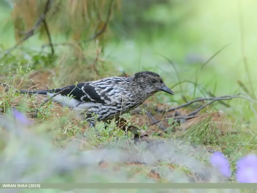 File:Large-spotted Nutcracker (Nucifraga multipunctata) (49811284537).jpg