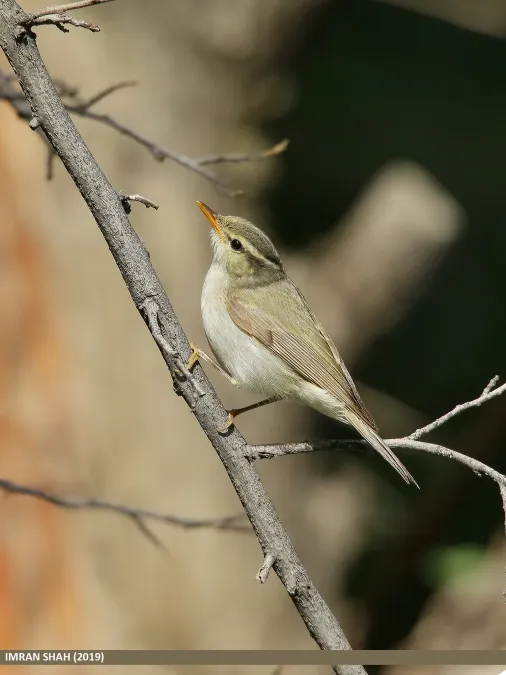 File:Western Crowned Warbler (Phylloscopus occipitalis) (49770622288).jpg
