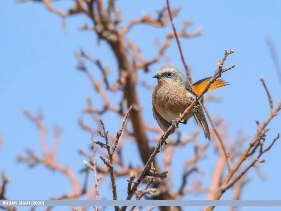 File:Rufous-backed Redstart (Phoenicurus erythronotus) (49732299403).jpg