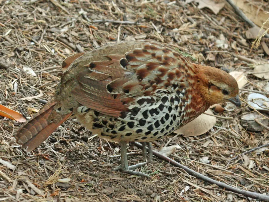 File:Mountain Bamboo-partridge ( Bambusicola fytchii) RWD.jpg