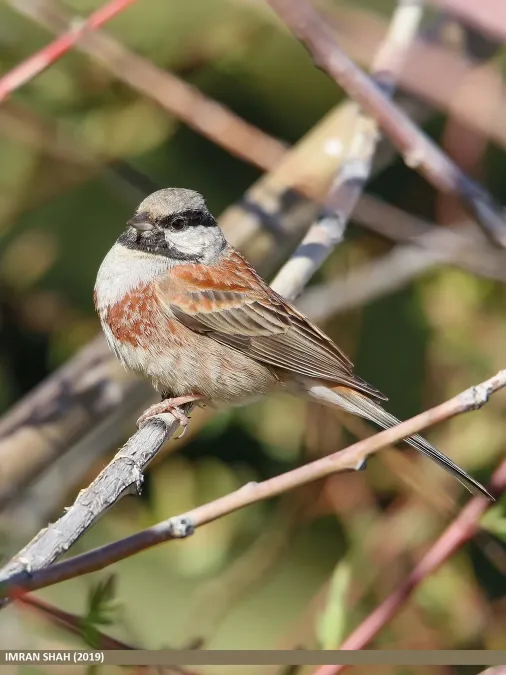 File:White-capped Bunting (Emberiza stewarti) (49702573291).jpg