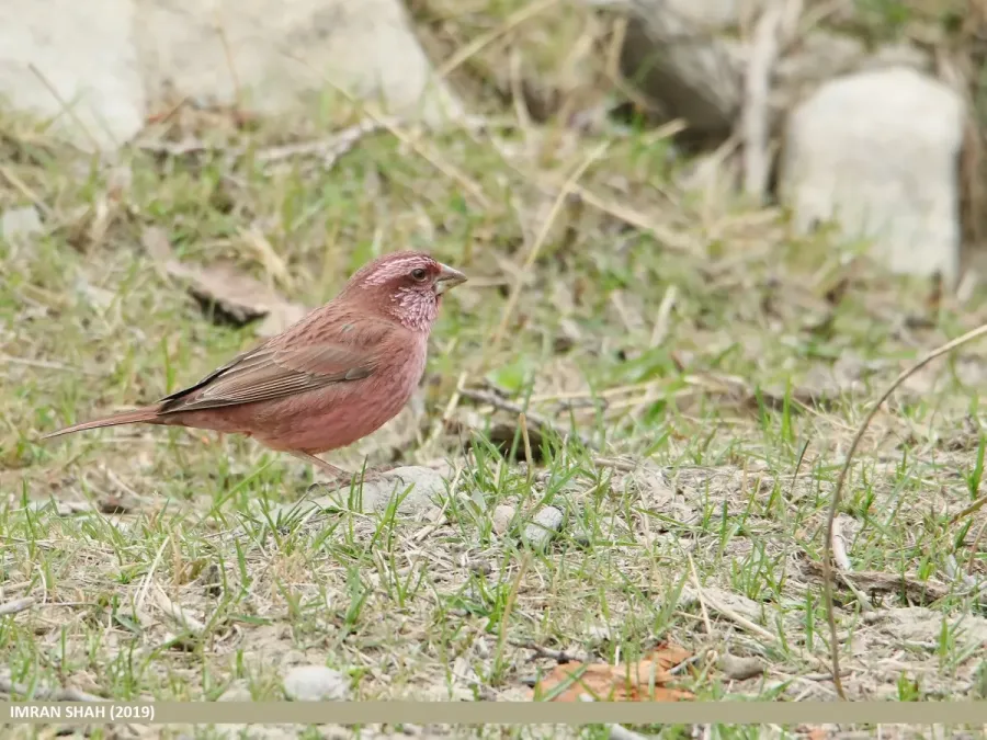 File:Red-Mantled Rosefinch (Carpodacus rhodochlamys) (49702889987).jpg