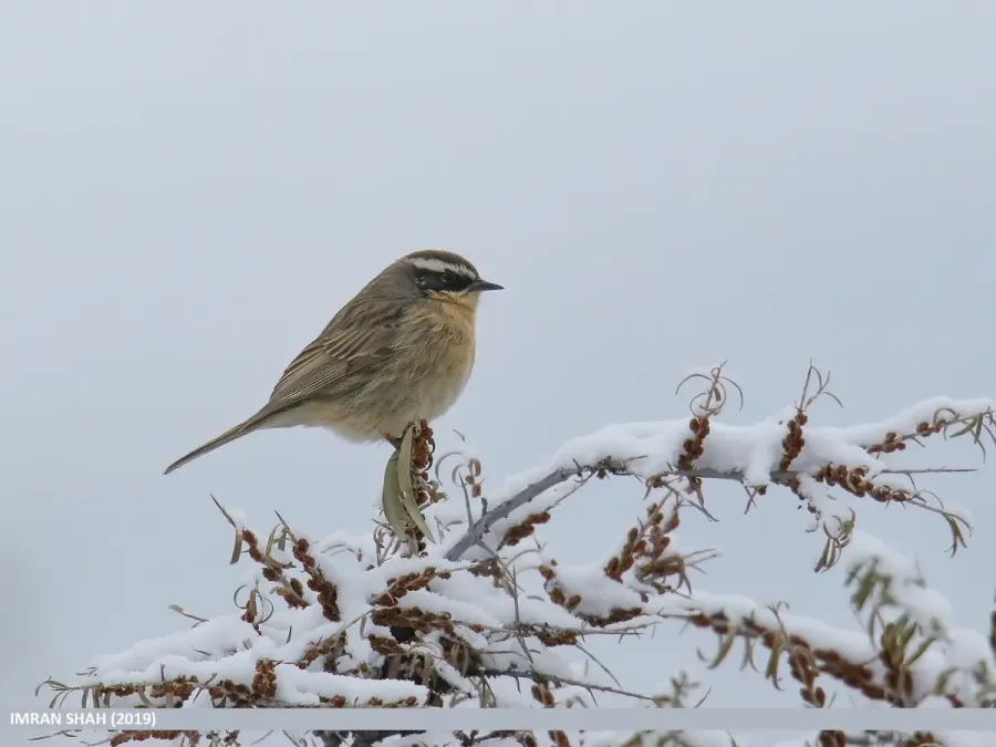 File:Brown Accentor (Prunella fulvescens) (49702891212).jpg