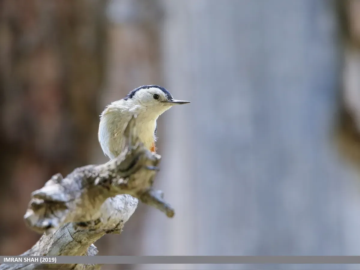 File:White-cheeked Nuthatch (Sitta leucopsis) (49702573336).jpg
