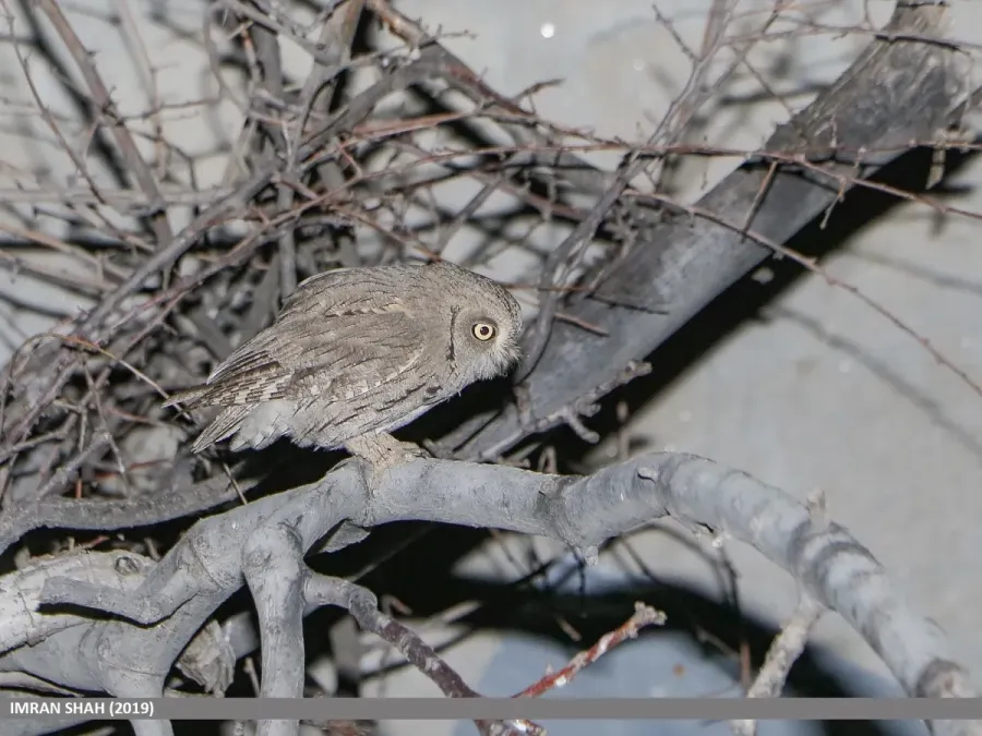 File:Pallid Scops-owl (Otus brucei) (49568409687).jpg
