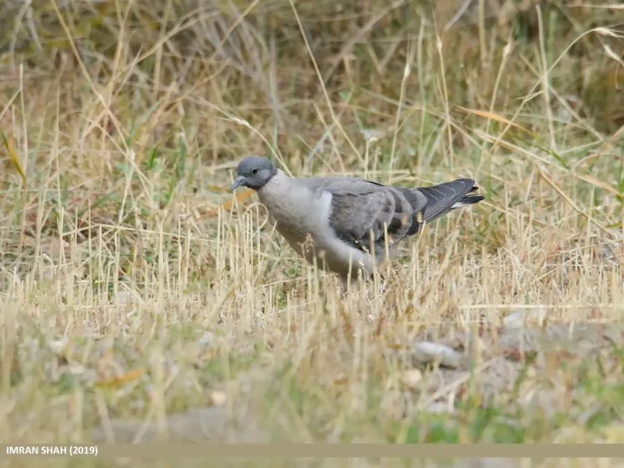 File:Snow Pigeon (Columba leuconota) (49493142401).jpg