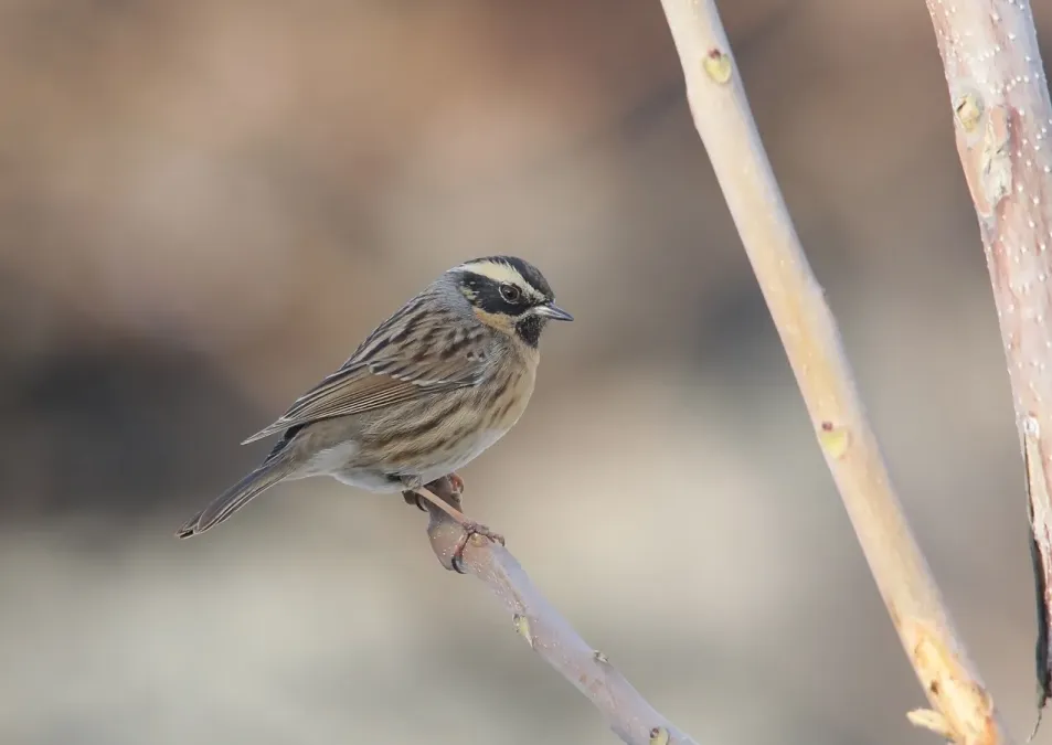 File:Black-throated Accentor (Prunella atrogularis) (49445696592).jpg