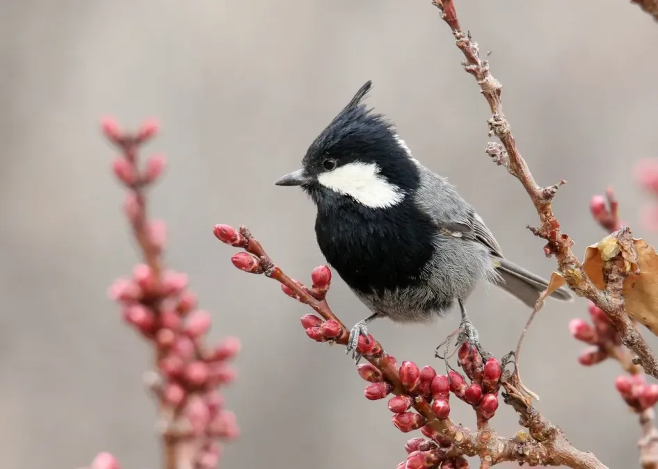 File:Rufous-naped Tit (Periparus rufonuchalis) (49379425212).jpg