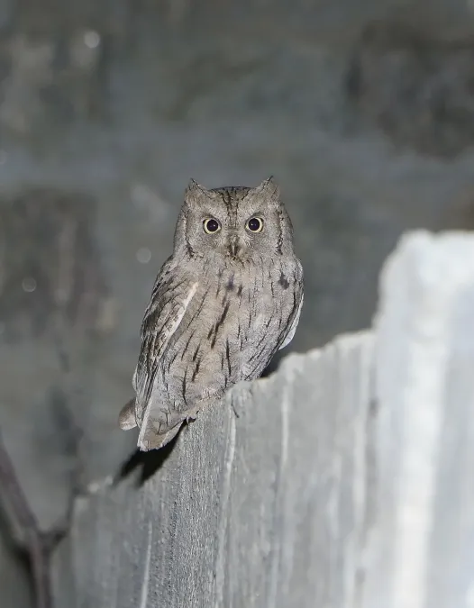 File:Pallid Scops-owl (Otus brucei) (49327166742).jpg