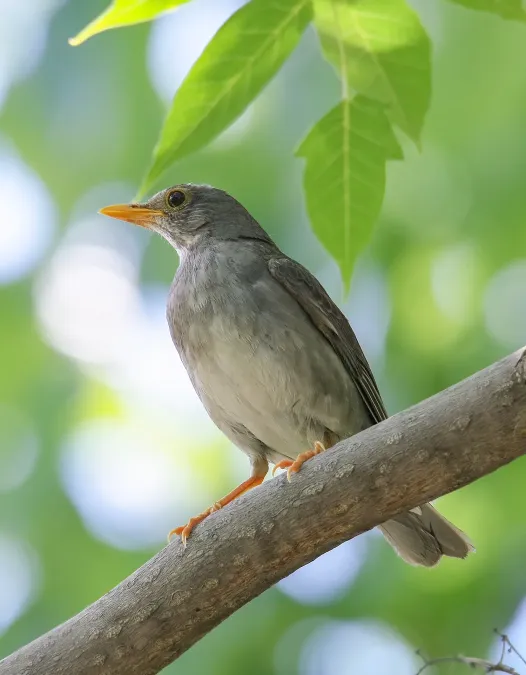 File:Tickell's Thrush (Turdus unicolor) (49341155213).jpg