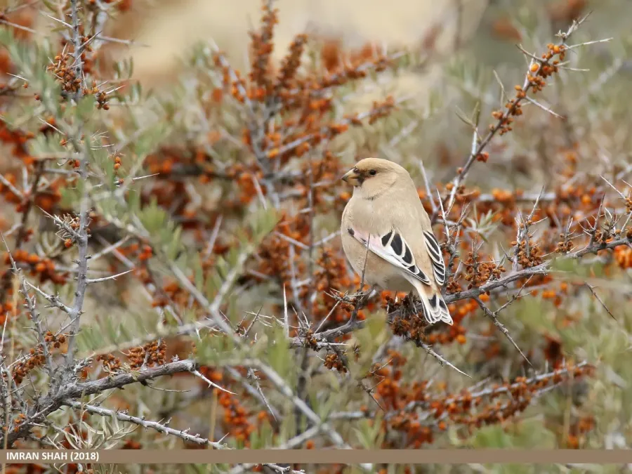 File:Desert Finch (Rhodospiza obsoleta) (49284091998).jpg