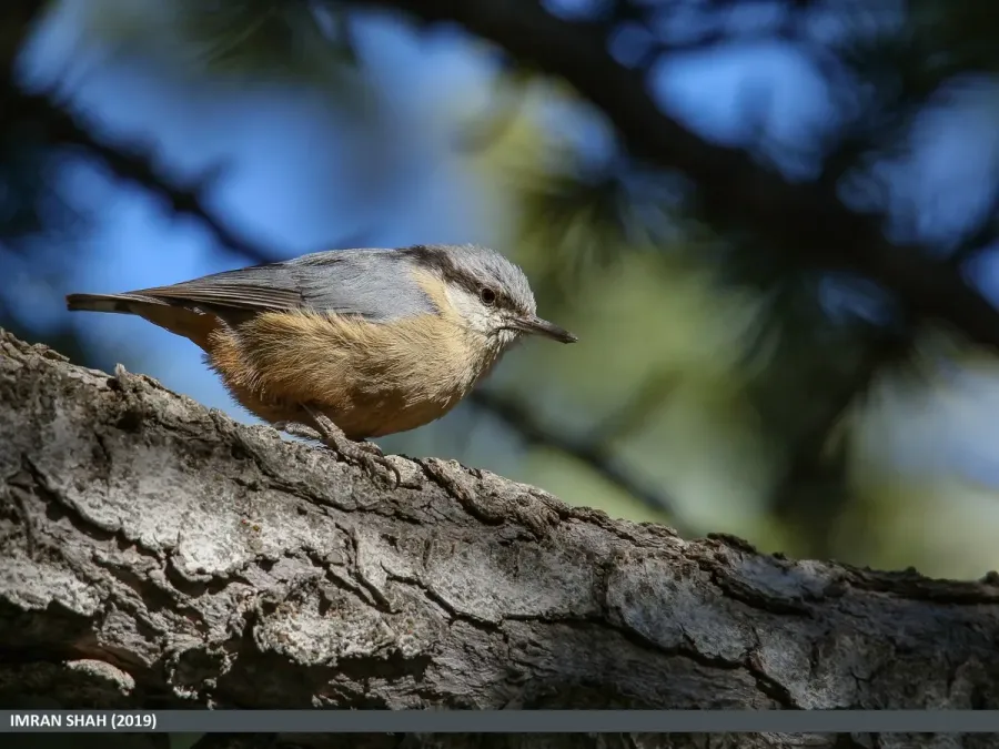 File:Kashmir Nuthatch (Sitta cashmirensis) (49305491527).jpg