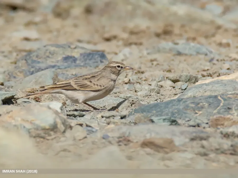 File:Hume's Lark (Calandrella acutirostris) (49279420667).jpg