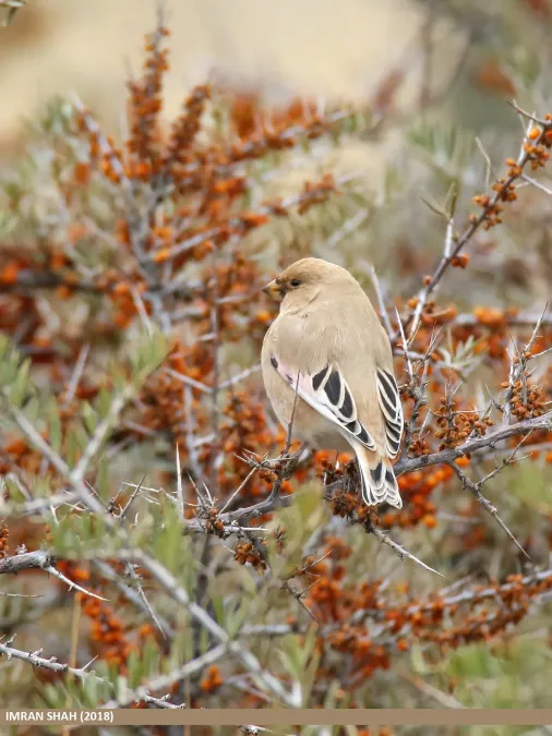 File:Desert Finch (Rhodospiza obsoleta) (49268431972).jpg