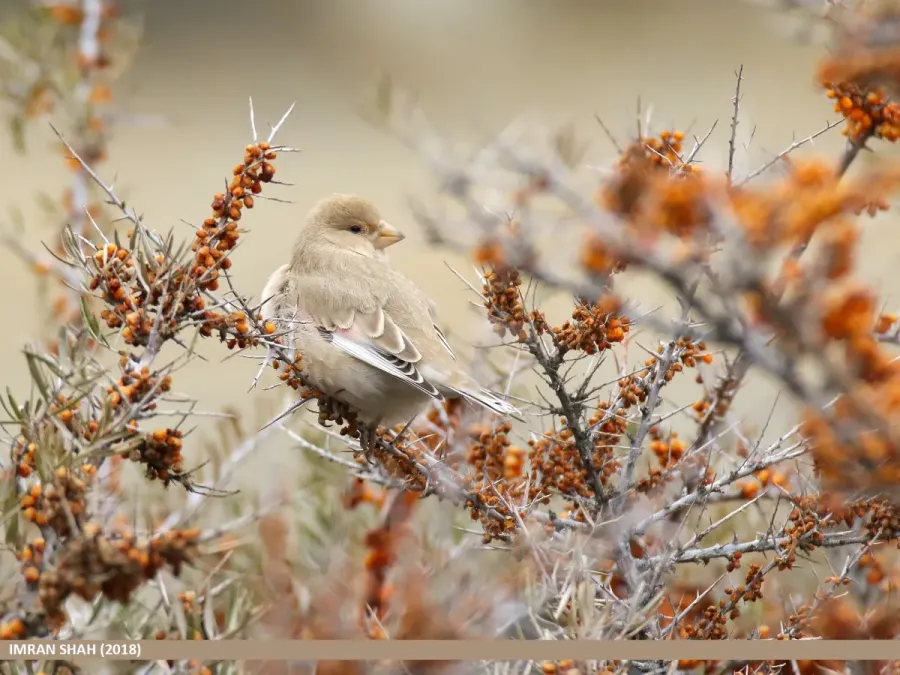 File:Desert Finch (Rhodospiza obsoleta) (49210075132).jpg