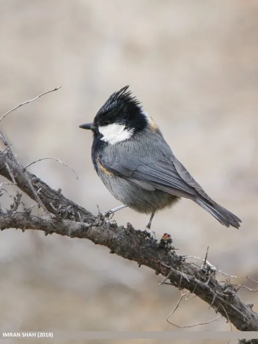 File:Rufous-naped Tit (Periparus rufonuchalis) (49185204456).jpg