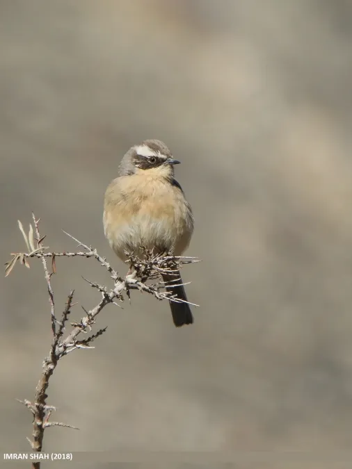 File:Brown Accentor (Prunella fulvescens) (49185413447).jpg