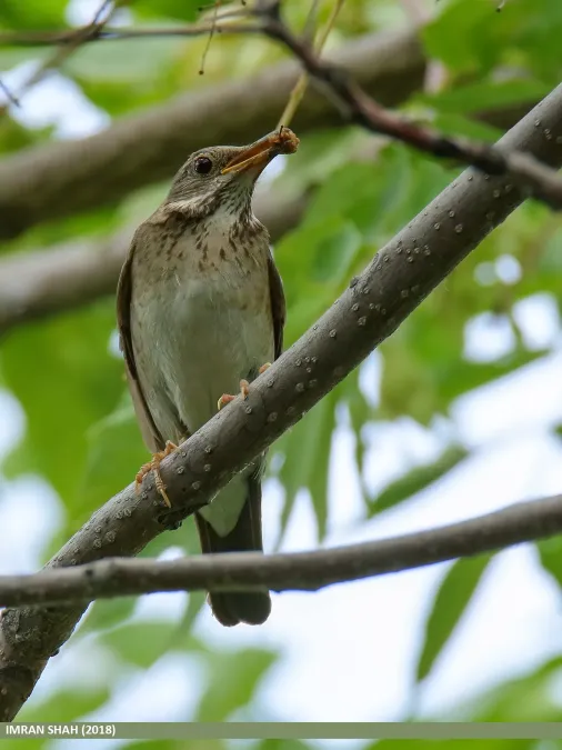 File:Tickell's Thrush (Turdus unicolor) (49182019633).jpg
