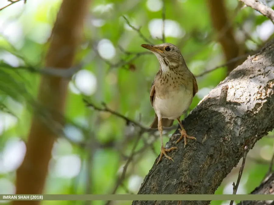 File:Tickell's Thrush (Turdus unicolor) (49138295031).jpg