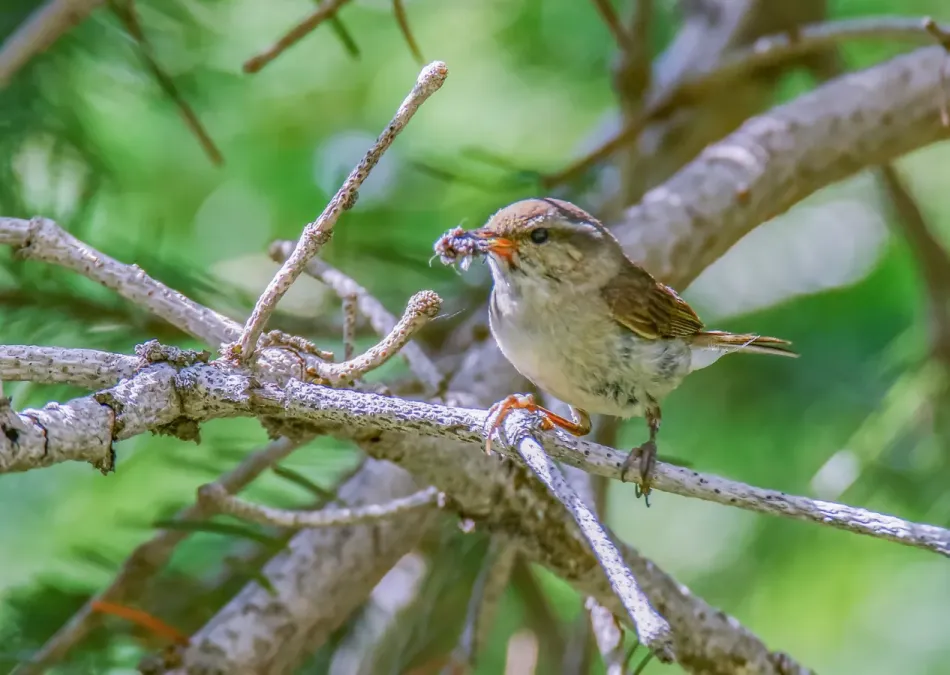 File:Tytler's Leaf Warbler (Phylloscopus tytleri) (49953437673).jpg
