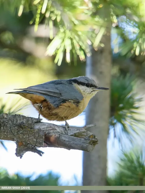 File:Kashmir Nuthatch (Sitta cashmirensis) (49815234206).jpg