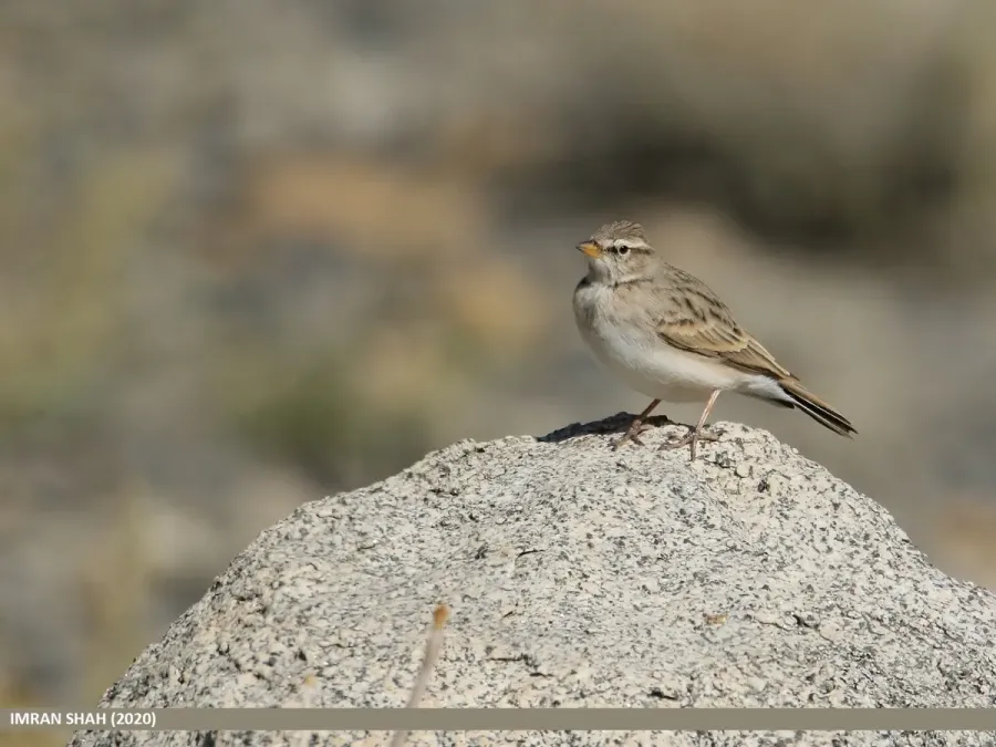 File:Hume's Lark (Calandrella acutirostris) (50800305673).jpg