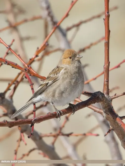 File:Plain Mountain Finch (Leucosticte nemoricola) (50801058741).jpg