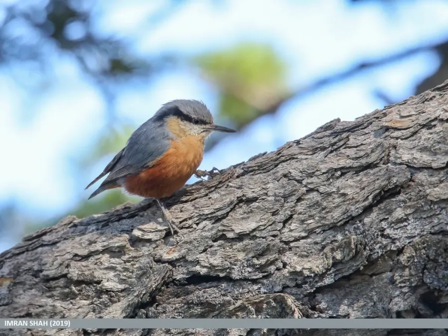 File:Kashmir Nuthatch (Sitta cashmirensis) (50800331388).jpg