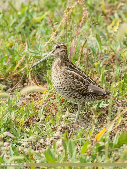 File:Pintail Snipe (Gallinago stenura) (50800331023).jpg
