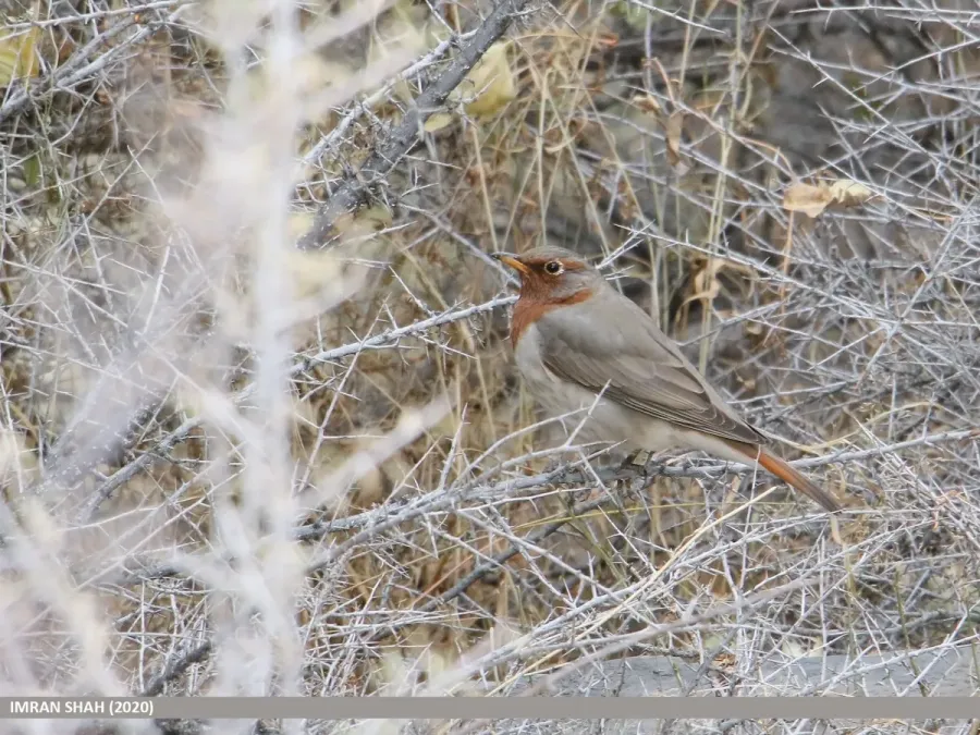 File:Red-throated Thrush (Turdus ruficollis) (50800325163).jpg