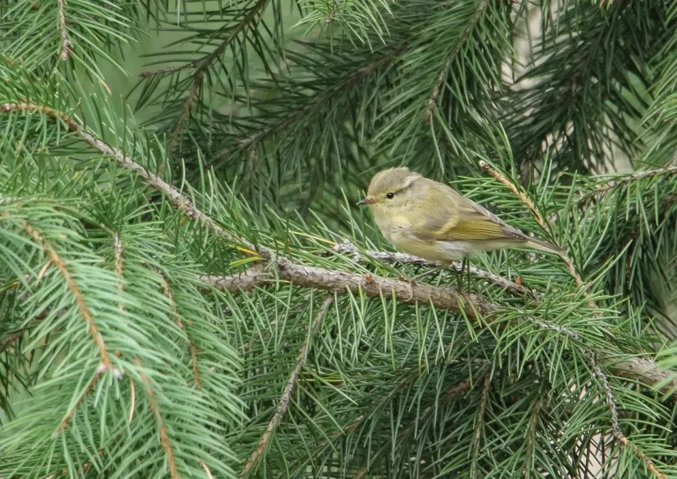 File:Brooks's Leaf Warbler (Phylloscopus subviridis) (50788204563).jpg