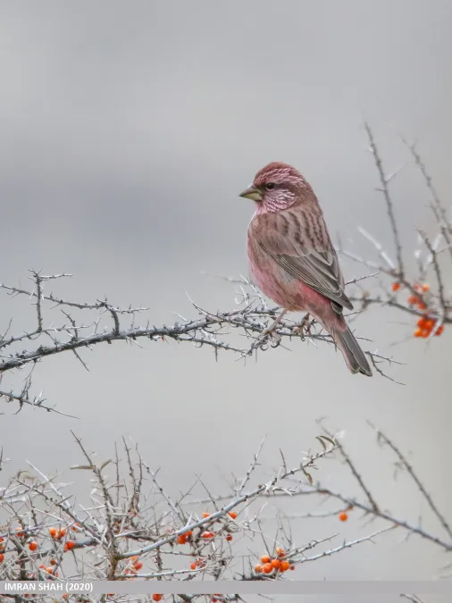 File:Red-Mantled Rosefinch (Carpodacus rhodochlamys) (50740605673).jpg