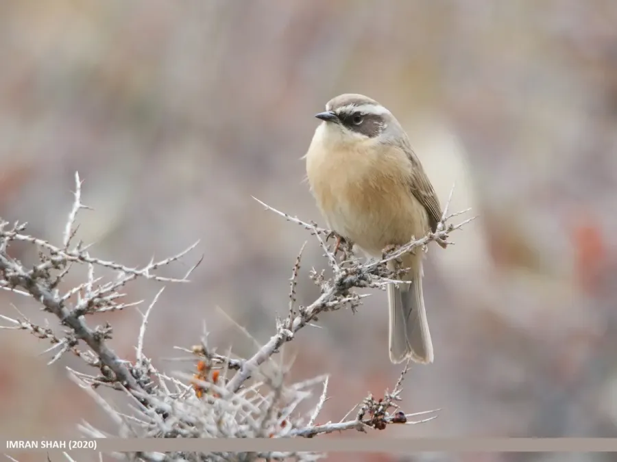 File:Brown Accentor (Prunella fulvescens) (50714882483).jpg