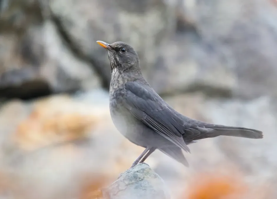 File:Tibetan Blackbird (Turdus maximus) (50671714477).jpg