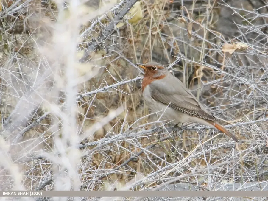 File:Red-throated Thrush (Turdus ruficollis) (50635113517).jpg