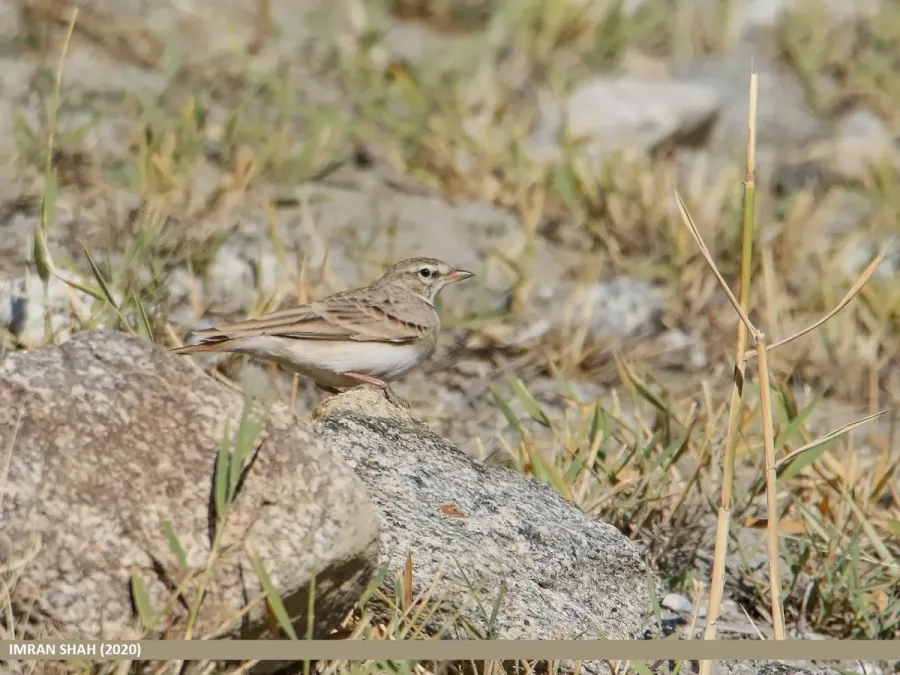 File:Hume's Lark (Calandrella acutirostris) (50614333123).jpg