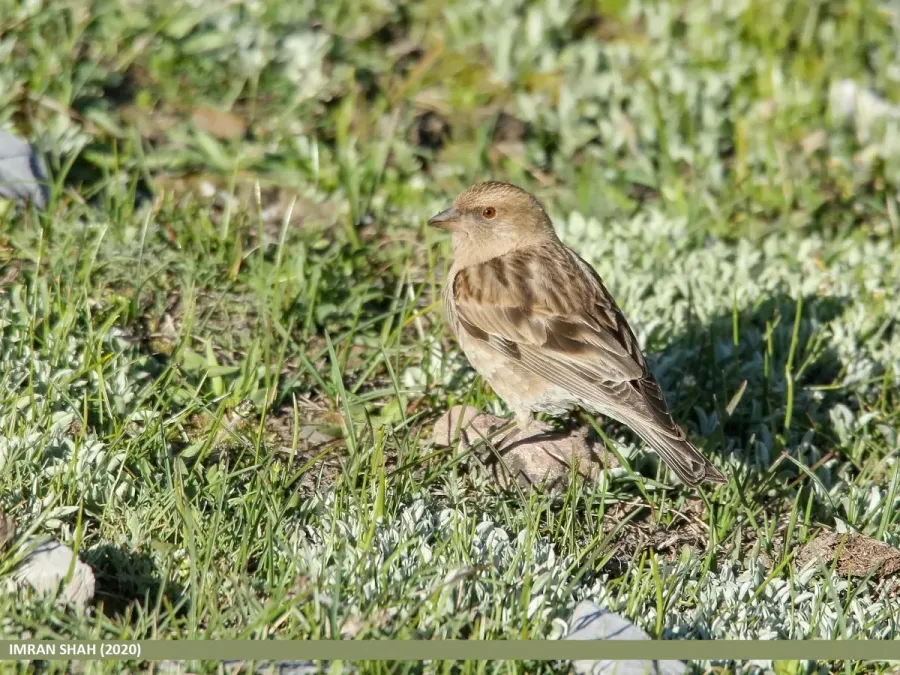 File:Plain Mountain Finch (Leucosticte nemoricola) (50584130523).jpg