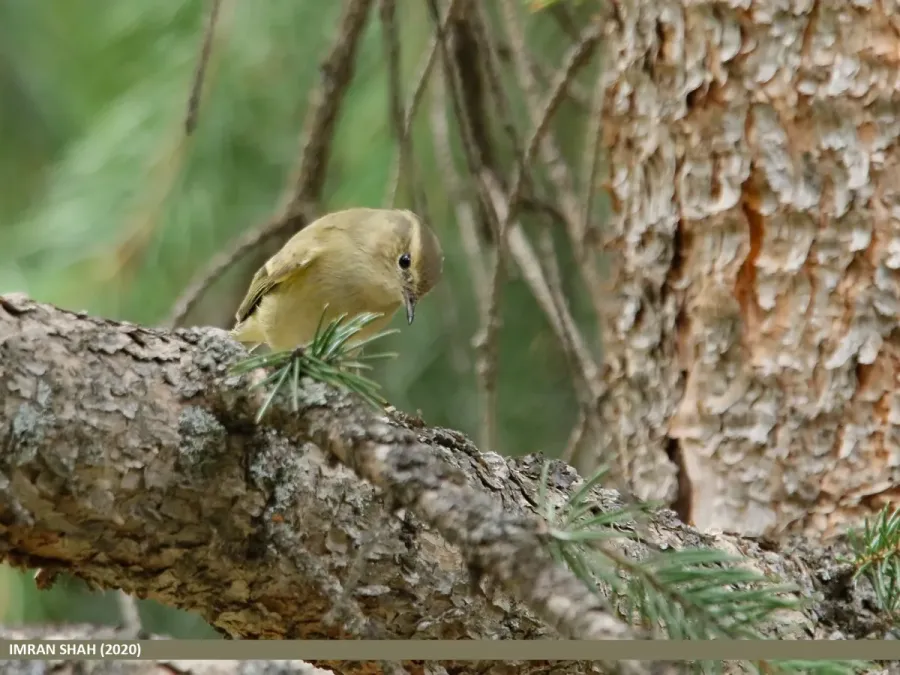 File:Brooks's Leaf Warbler (Phylloscopus subviridis) (50584864821).jpg