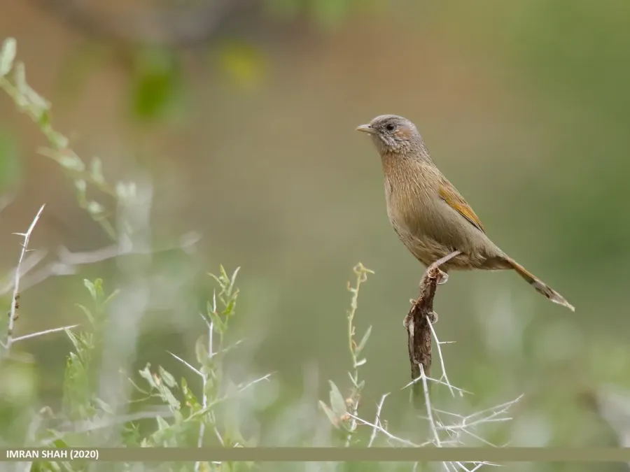 File:Streaked Laughingthrush (Trochalopteron lineatum) (50499714611).jpg