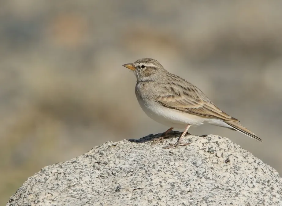 File:Hume's Lark (Calandrella acutirostris) (50438503936).jpg