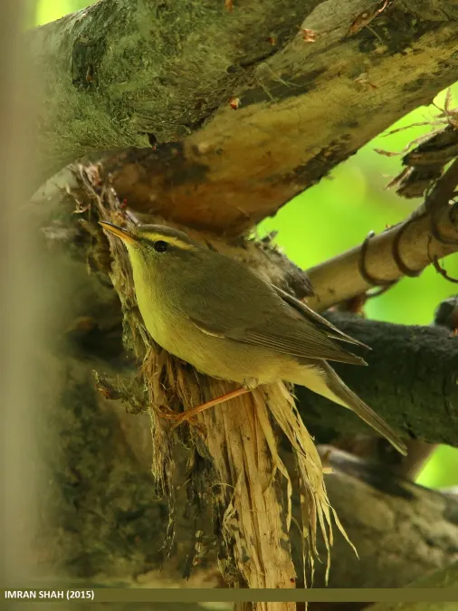 File:Mountain Chiffchaff (Phylloscopus sindianus) (18327553794).jpg