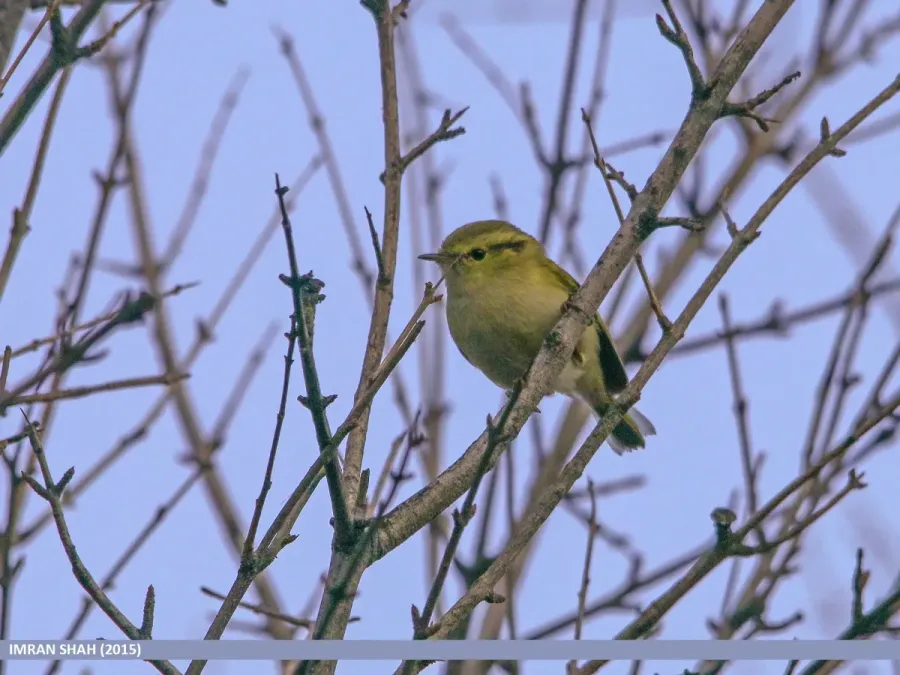 File:Lemon-rumped Warbler (Phylloscopus chloronotus) (23905958956).jpg