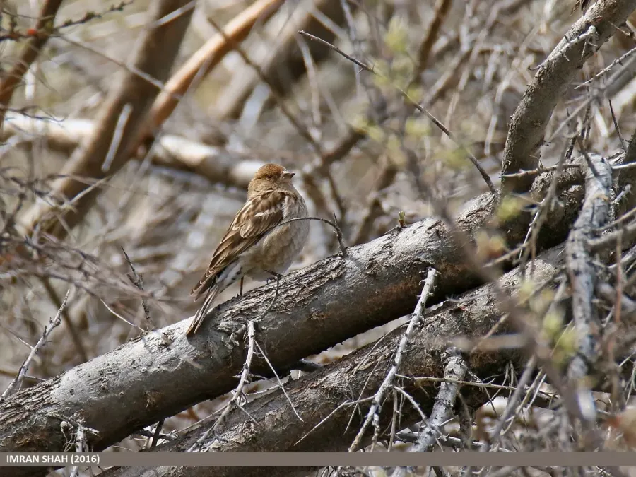 File:Plain Mountain Finch (Leucosticte nemoricola) (26872926420).jpg