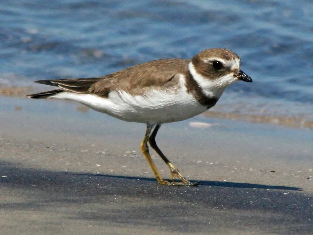 File:Semipalmated Plover (Charadrius semipalmatus) RWD1.jpg