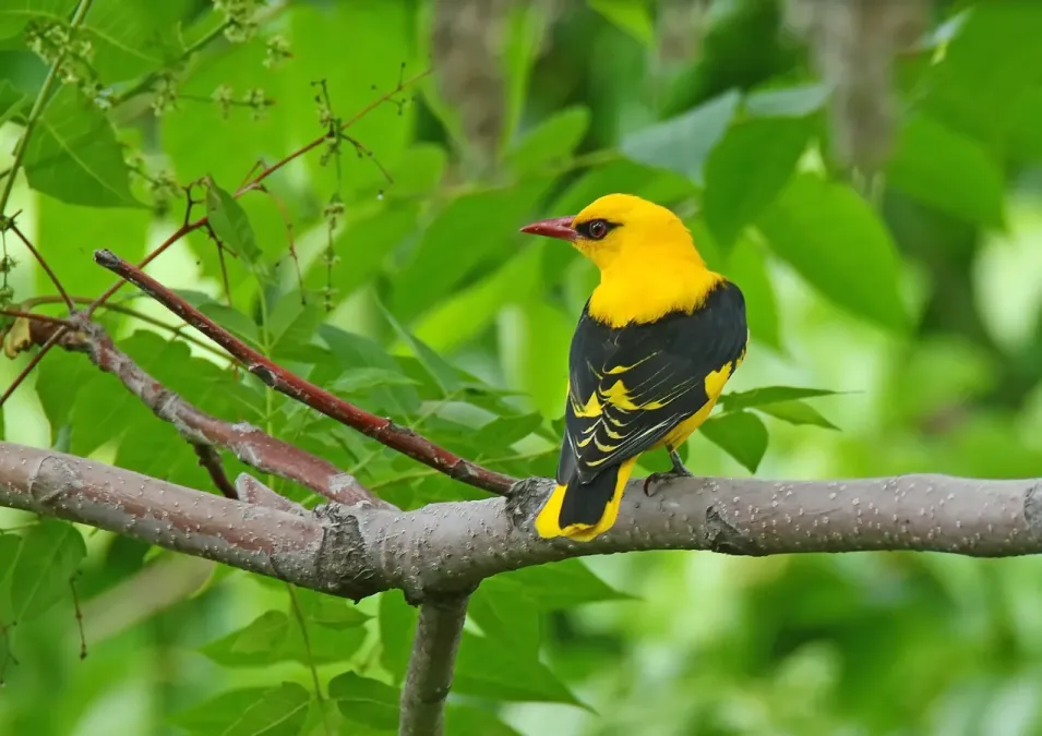 File:Indian Golden Oriole (Oriolus kundoo) (27078534301).jpg