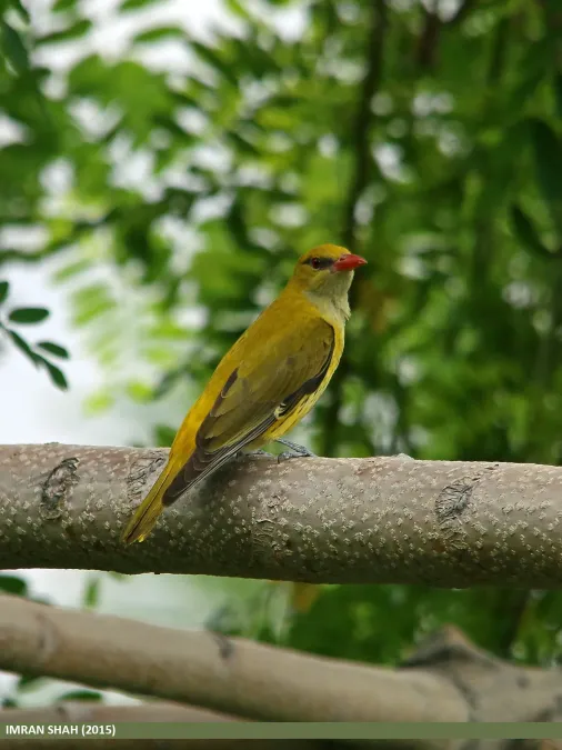 File:Indian Golden Oriole (Oriolus kundoo) (19679517380).jpg