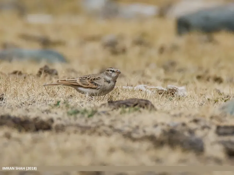 File:Hume's Lark (Calandrella acutirostris) (31310740437).jpg