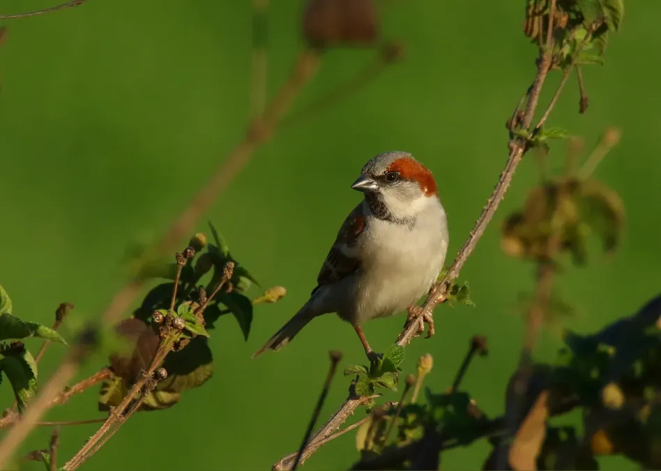 File:Sind Sparrow (Passer pyrrhonotus) (25587655716).jpg