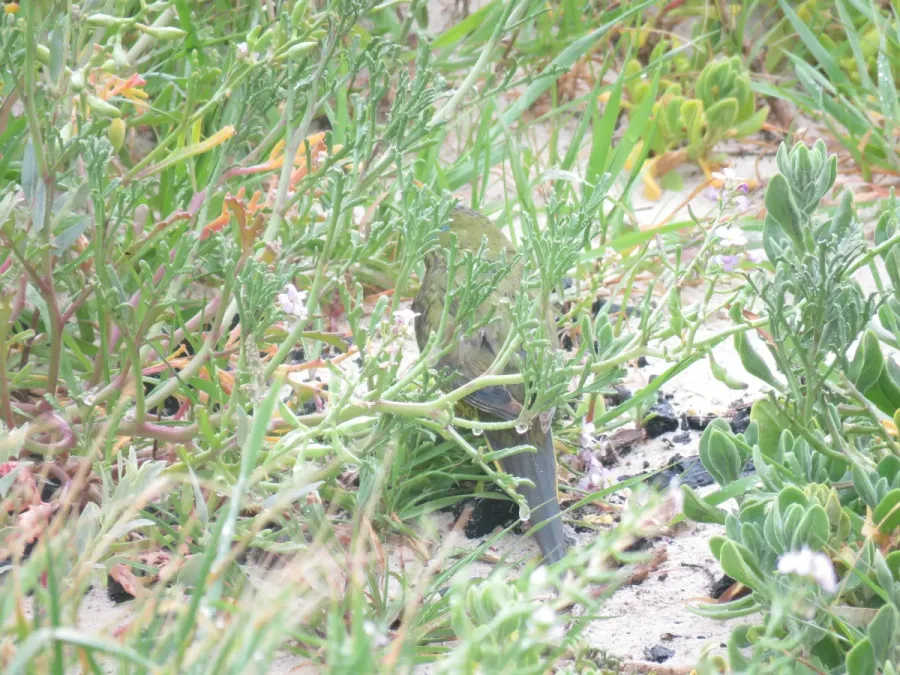 File:Rock parrots (Neophema petrophila) at Sandy Cape Recreation Park, September 2021 05.jpg