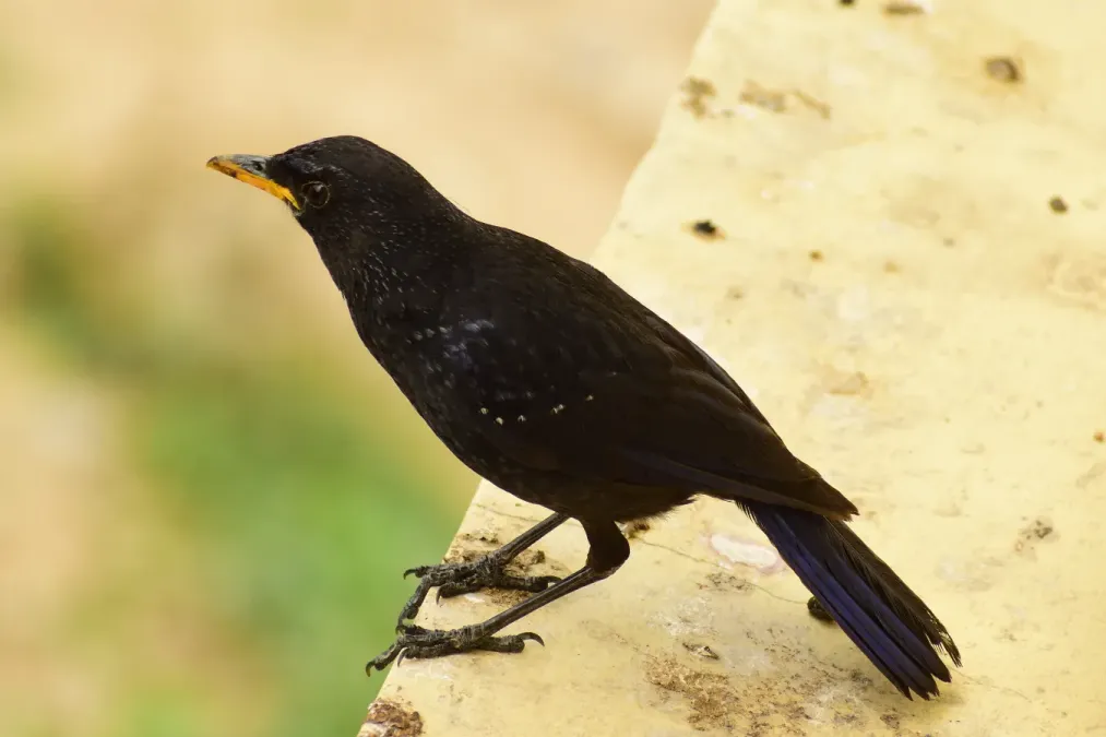 File:Blue whistling thrush (Myophonus caeruleus) D35 3892 01.jpg